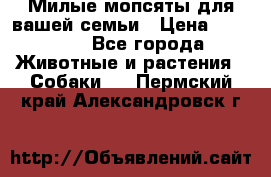 Милые мопсяты для вашей семьи › Цена ­ 20 000 - Все города Животные и растения » Собаки   . Пермский край,Александровск г.